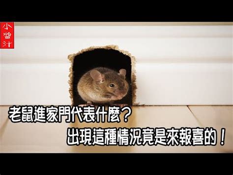 老鼠进屋代表什么